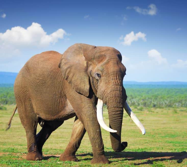 An Elephant At Addo National Park