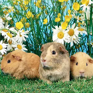 Guinea pigs in the garden