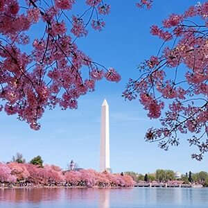 Washington DC cherry blossom with lake and Washington Monument