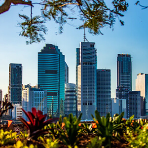 View of the urban skyscrapers of Brisbane city centre with leafy palms in the foreground