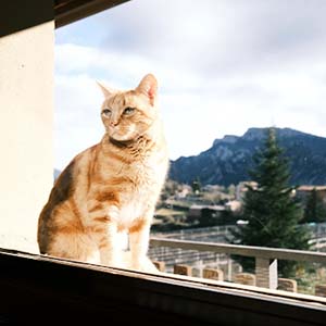 Ginger cat sitting at a window in an apartment with a background view of La Coma region in Spain