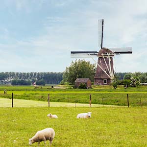 Green fields with sheep and long grass with an old-fashioned windmill in the background