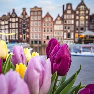 Pink and yellow tulips in bloom with the tall, terraced buildings of Amsterdam in the background