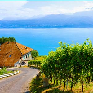 Vineyard and road overlooking Lake Geneva