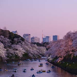 A view of Tokyo’s cherry blossom trees leaning over a river with many people in boats