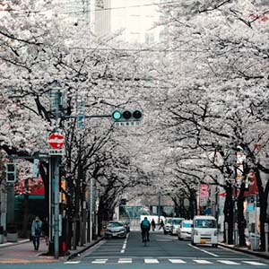 Cherry blossoms in full bloom lining a quiet street in Kyoto, Japan