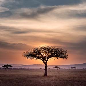 The sun setting behind a tree in the Serengeti plains