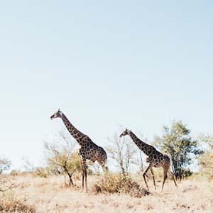 Two giraffes walking over South African plains in Kruger National Park under a blue sky