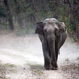 An Indian elephant walking along a dirt road in Jim Corbett National Park, India