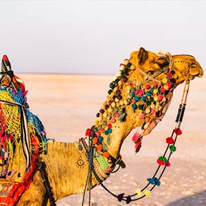 Sun shining on a camel in India with colourful pom poms and netting around the reins and saddle