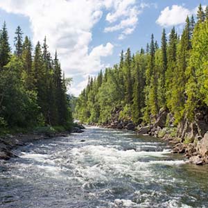 Tall trees lining the banks of a fast-moving river with rocky outcrops in Sweden