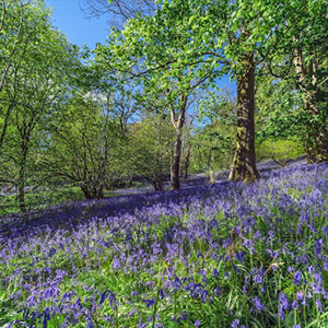 Field of bluebells in a forest in rural England