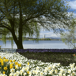 Daffodils at the Floriade Festival in Canberra