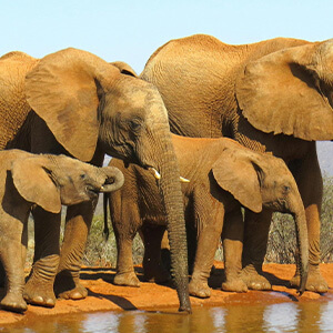 African elephants drinking in South Africa
